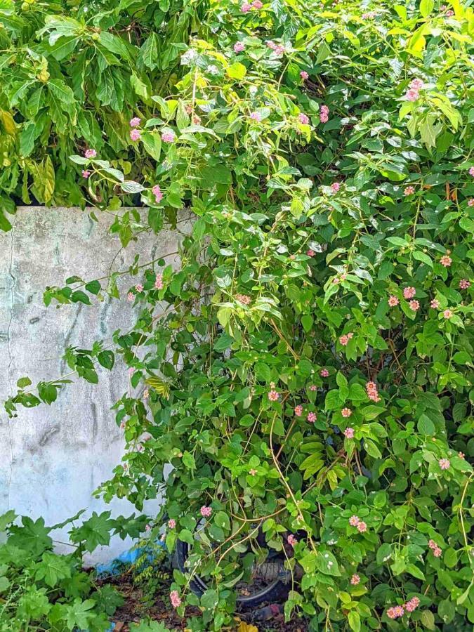 Dhoadhi Retreat Hotel Thulusdhoo Eksteriør billede